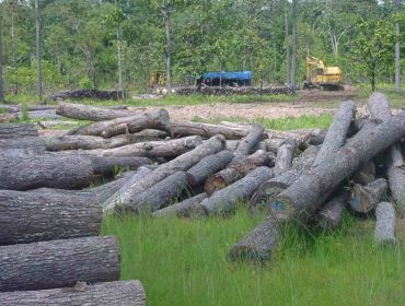 Đằng sau việc chuyển đổi 100 nghìn hecta rừng ở Tây Nguyên
